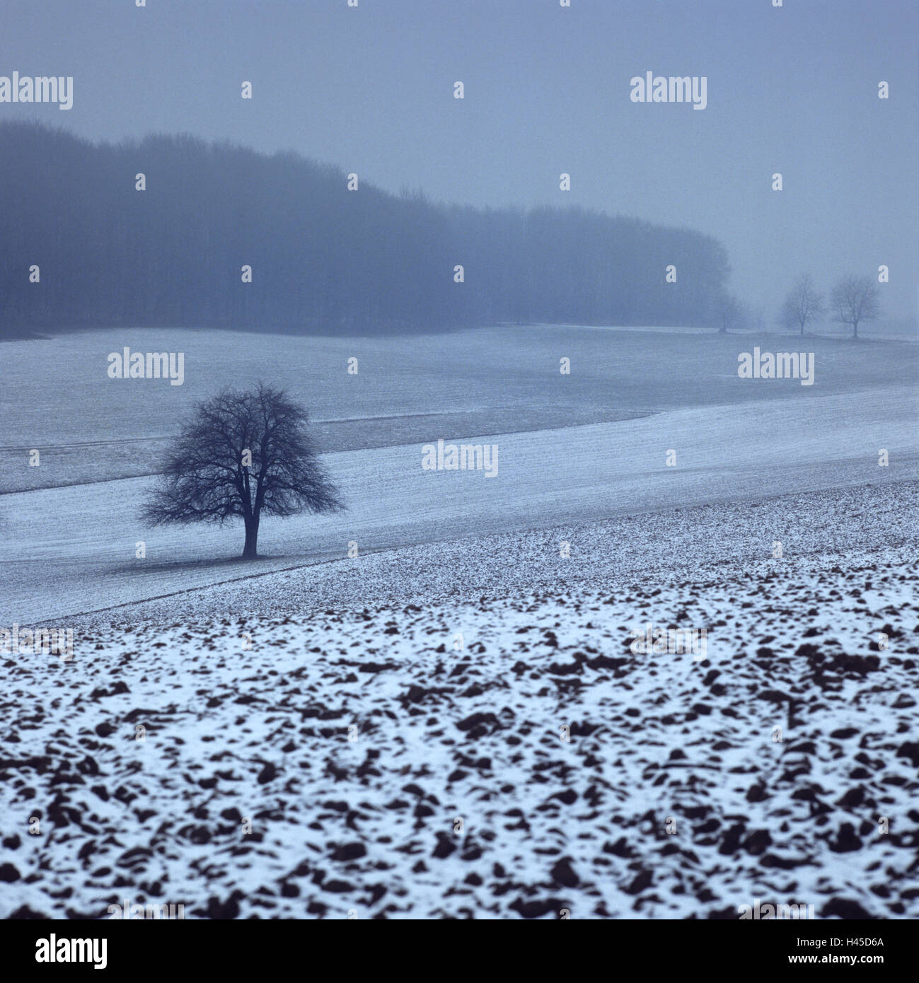 Scenario di campo, inverno, nebbia, Foto Stock