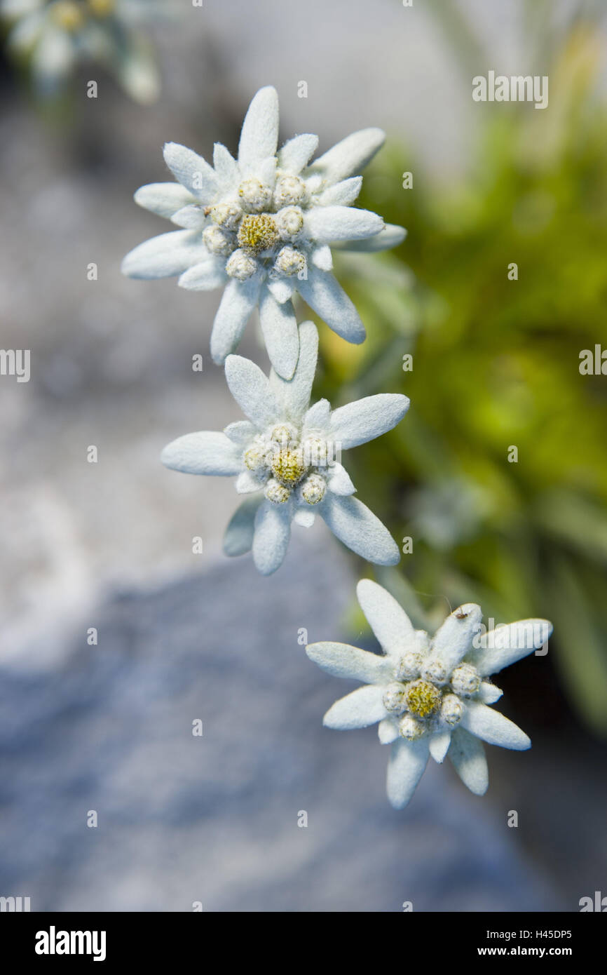 Edelweiss, Leontopodium, fioriture, vicino, Foto Stock