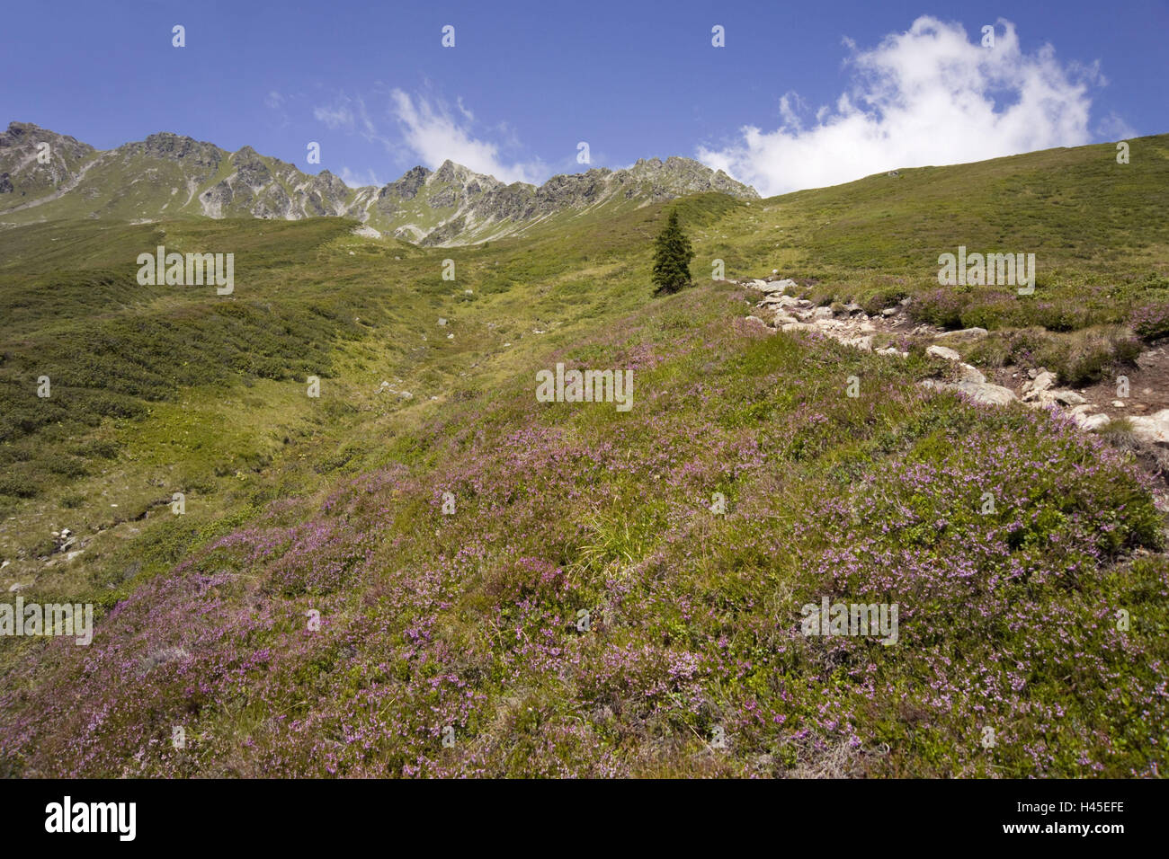 Austria, Montafon, montagna, heather impianto, Foto Stock