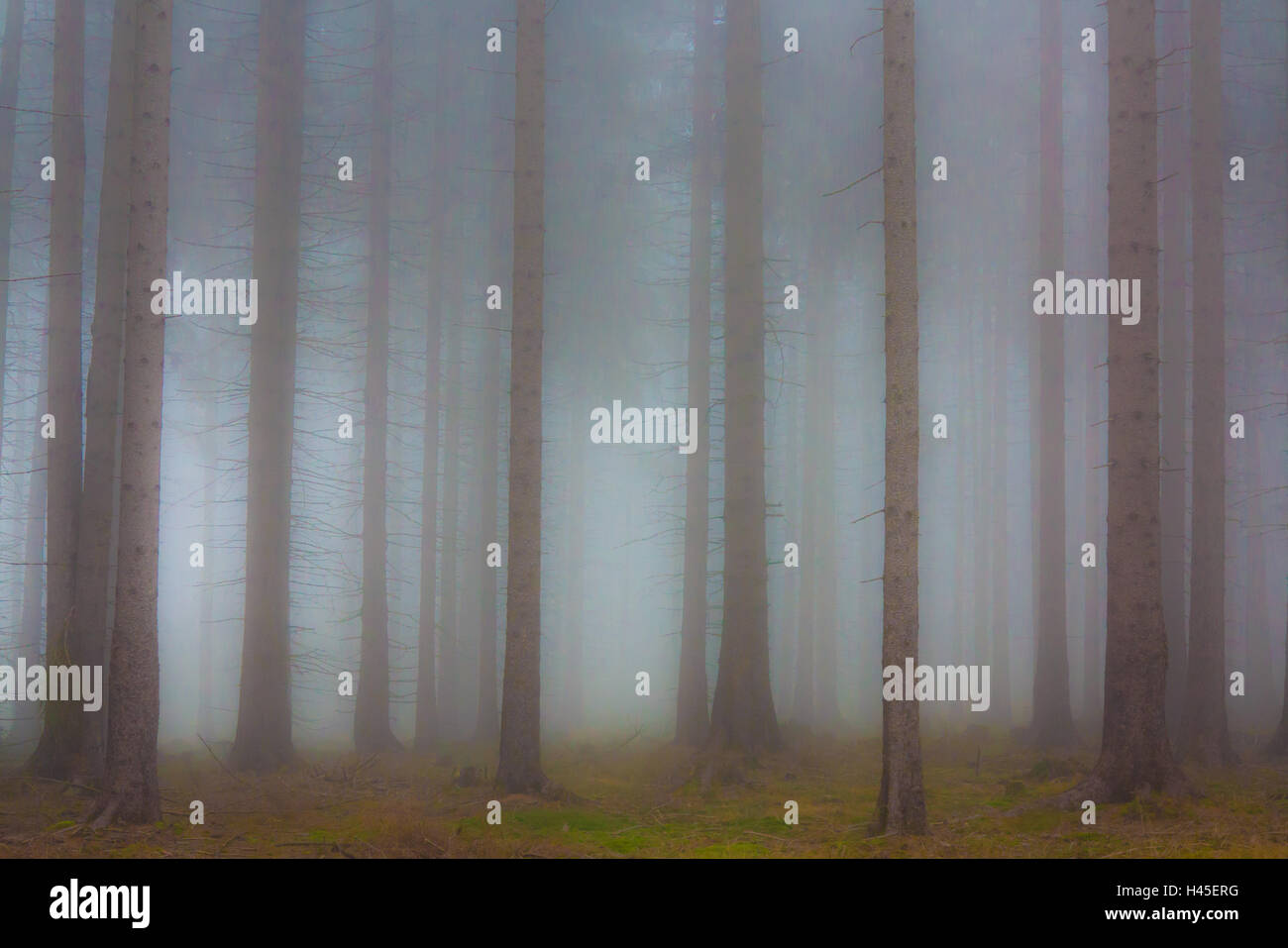 Foresta infestata nella nebbia Foto Stock