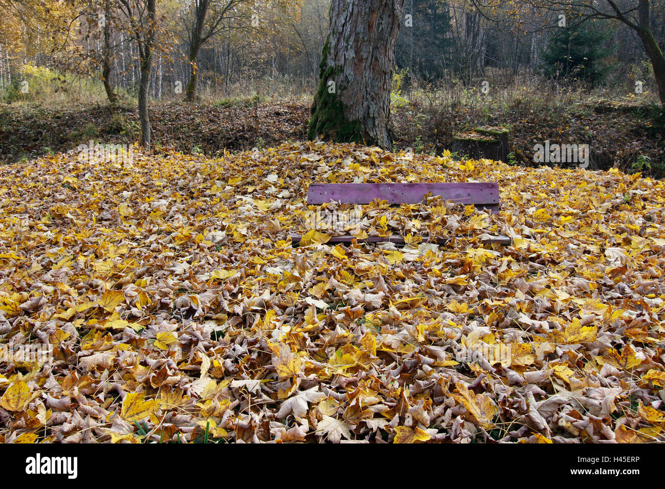 Panchina coperta di foglie cadute, Foto Stock