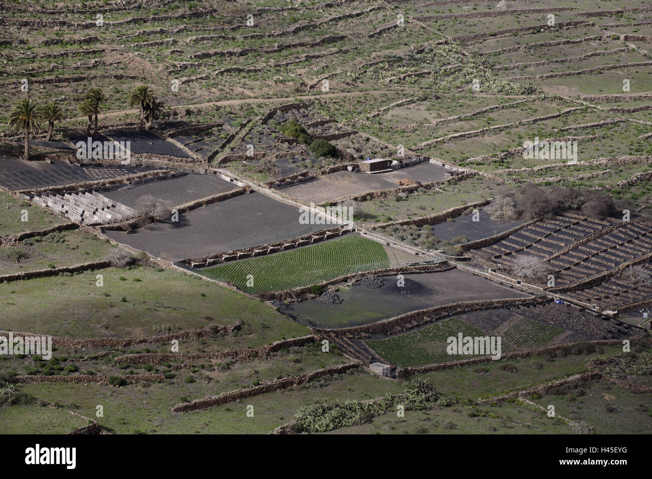 Spagna, Canarie, isola di Lanzarote, Haria, terrazza campo costruzione, isola di Vulcano, Vulcano Piano, agricoltura, terrazza campi, coltivazione, vegetazione, campi, economia, tenute, mura difensive, palme, visualizzazione Foto Stock