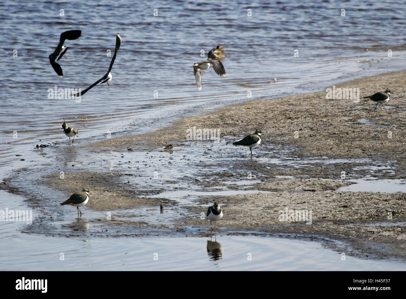 Pavoncella, Vanellus vanellus, Finlandia Foto Stock