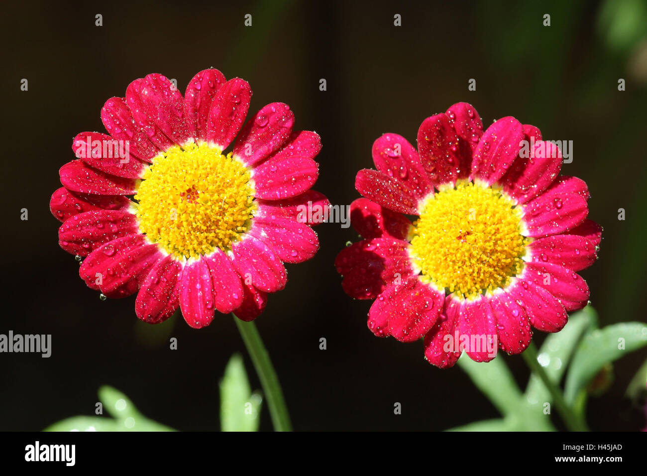 Oxeye daisys, crisantemo, Foto Stock