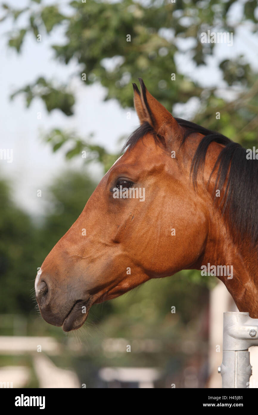 Cavallo, ritratto, vista laterale Foto Stock