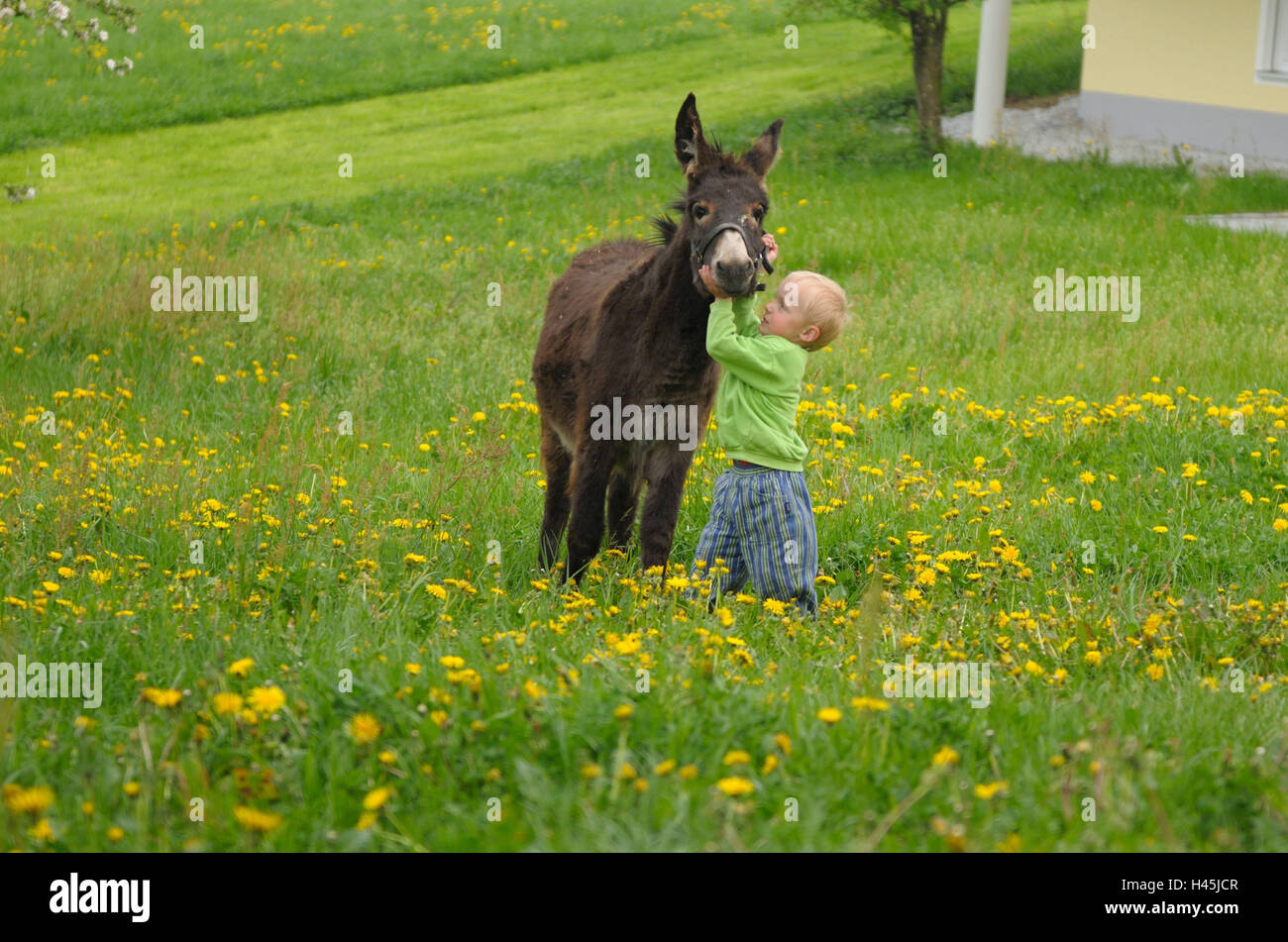 Bambino con asino asino domestico, Equus asinus asinus, bimbo, agriturismo, vista frontale, passeggiate, guardando la telecamera, Foto Stock