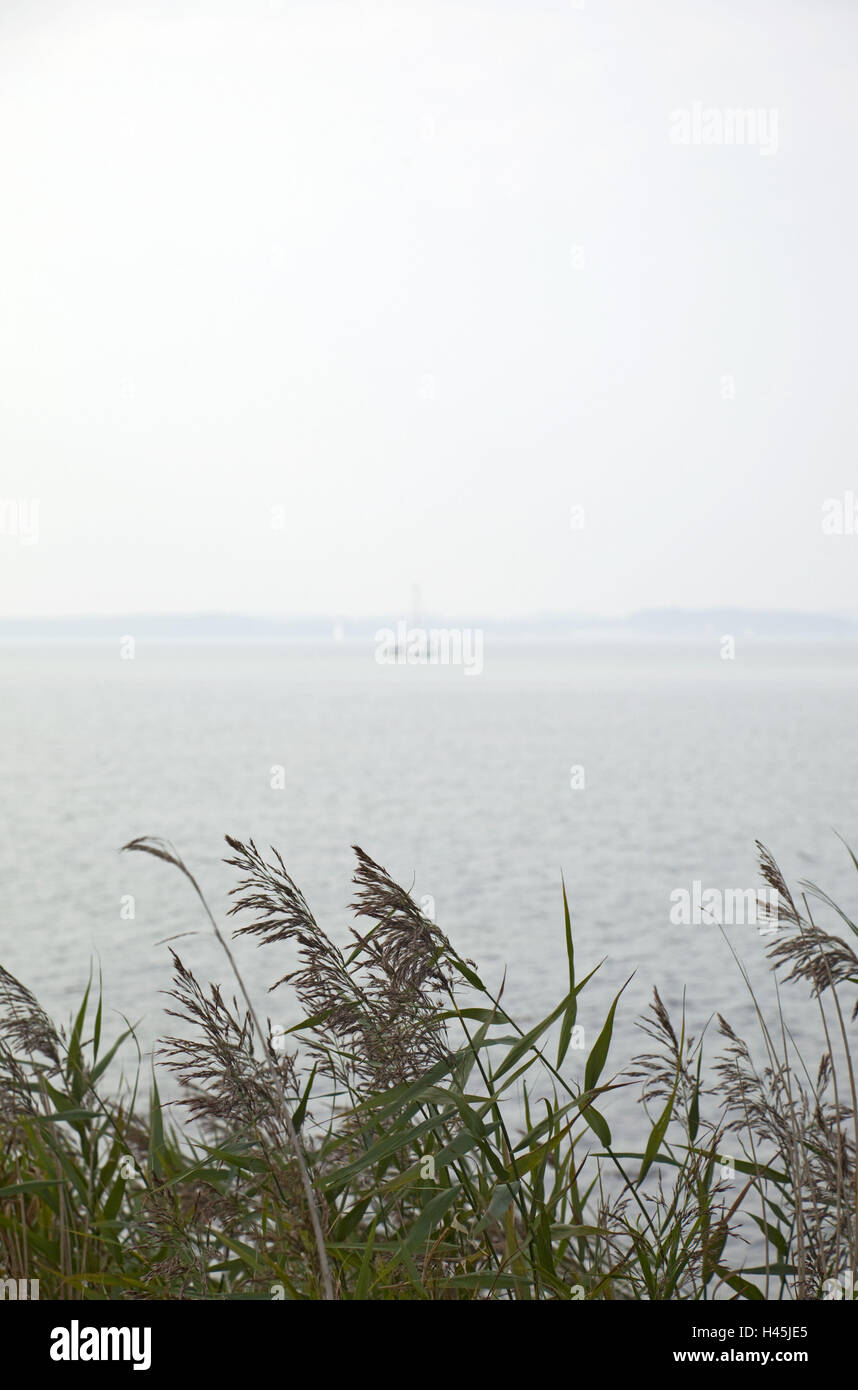 Gelting, Mar Baltico, shore, reed, Foto Stock