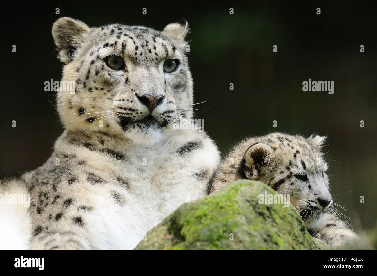 I leopardi delle nevi, Uncia uncia, madre con animale giovane, rock, sdraiato, guardando la telecamera, Foto Stock