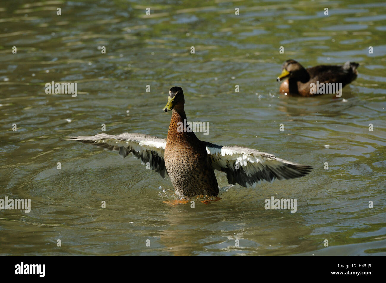 Il Germano Reale, Anas platyrhynchos, acqua, agitare, con testa, vista la telecamera, Foto Stock Il Germano Reale, Anas platyrhynchos, acqua, agitare, con testa, vista la telecamera, Foto Stock