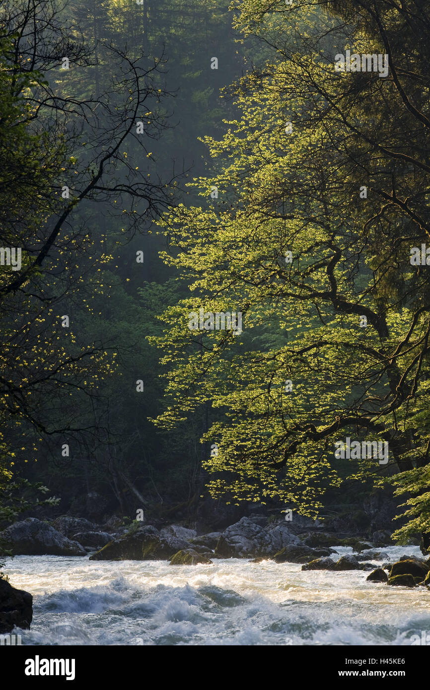 L'Austria, la Stiria, il Parco nazionale Gesäuse, fiume Enns, alberi, foglie, Foto Stock