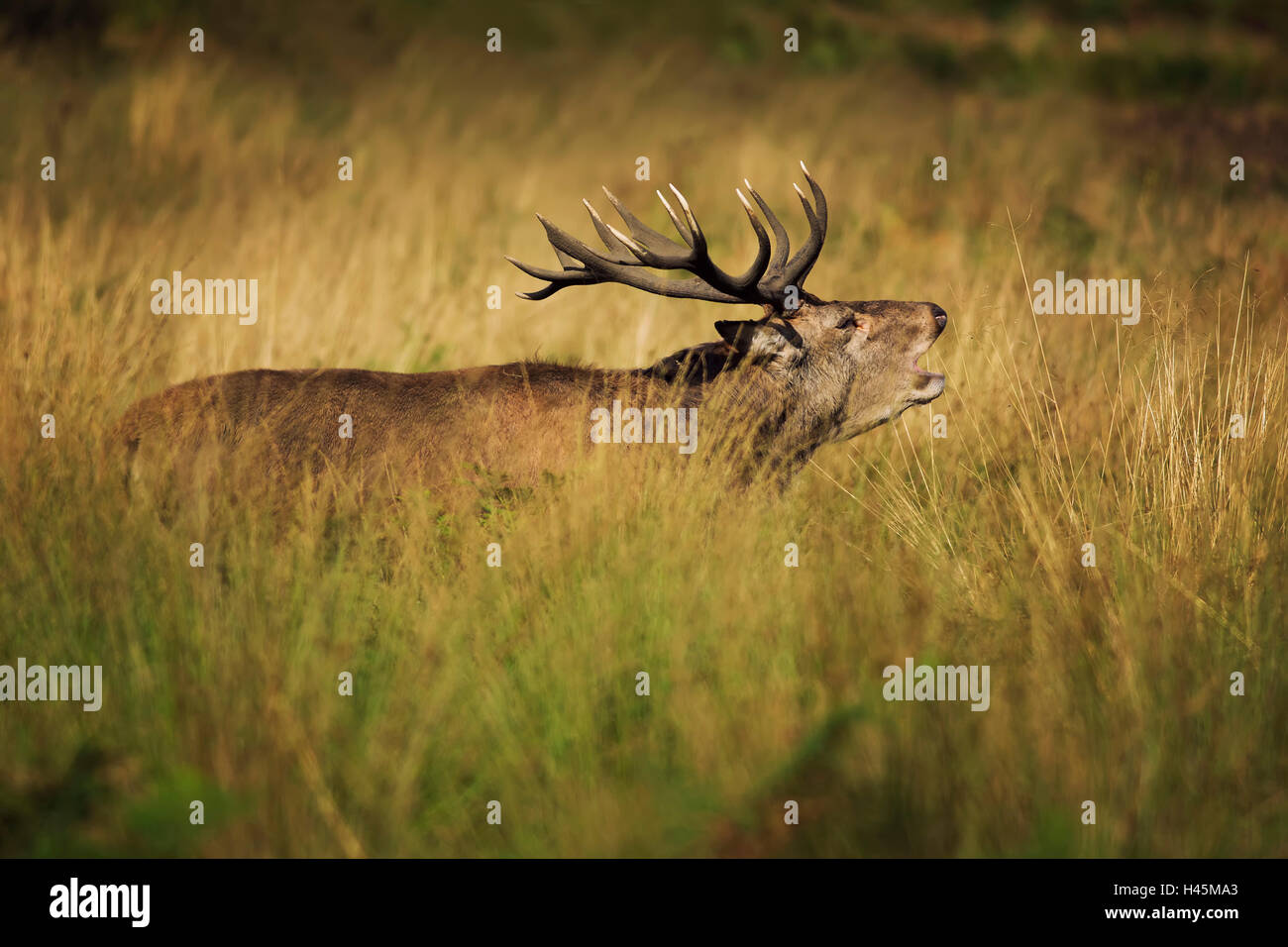 Red Deer in erba alta Foto Stock
