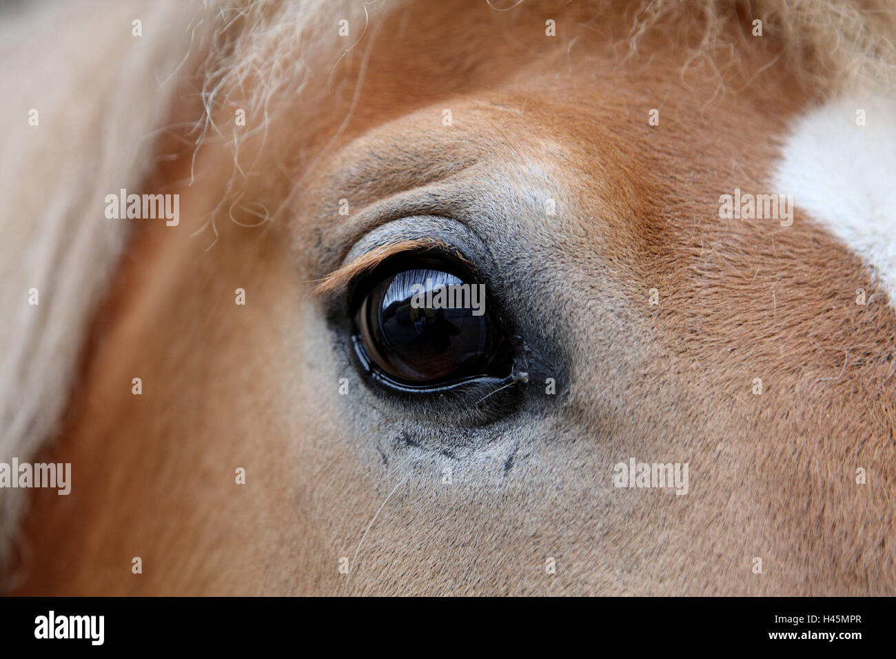 Cavallo Haflinger, occhio, close up, animale, pony, piccolo cavallo, cavallo di razza, mane, alunni, vista, momento, senso, vedere, horse's eye, ciglia, mammifero, Foto Stock