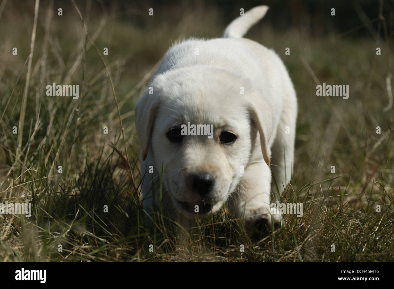 Giovani Labrador cucciolo sulla gita di scoperta, Foto Stock