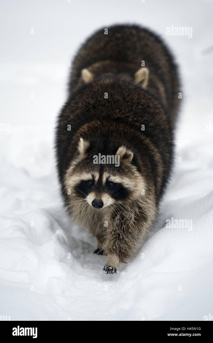 Per procioni, Procione lotor, inverno, eseguire due, blur Foto Stock