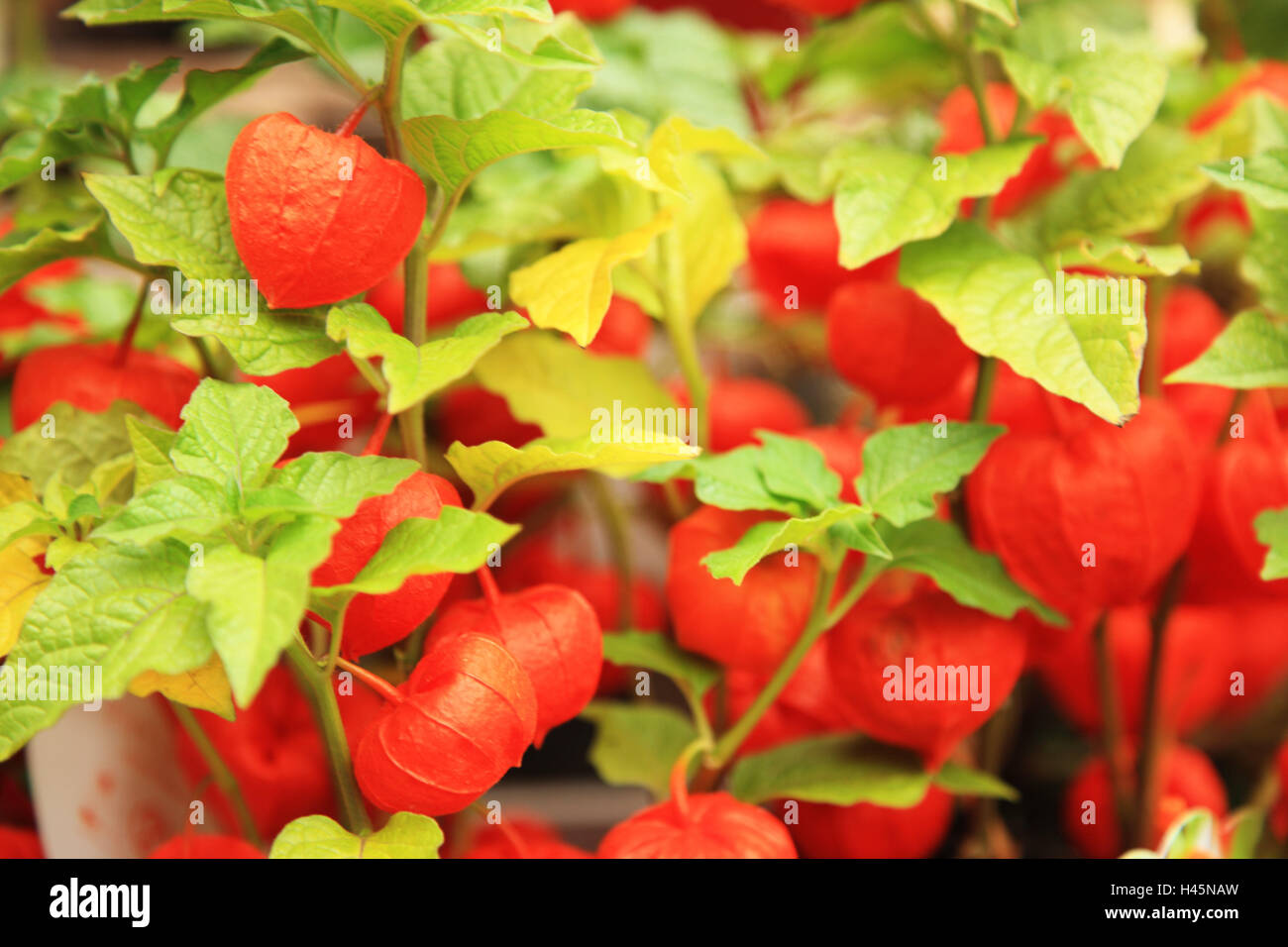 Ribes del capo, Physalis, foglie, fiori, Foto Stock