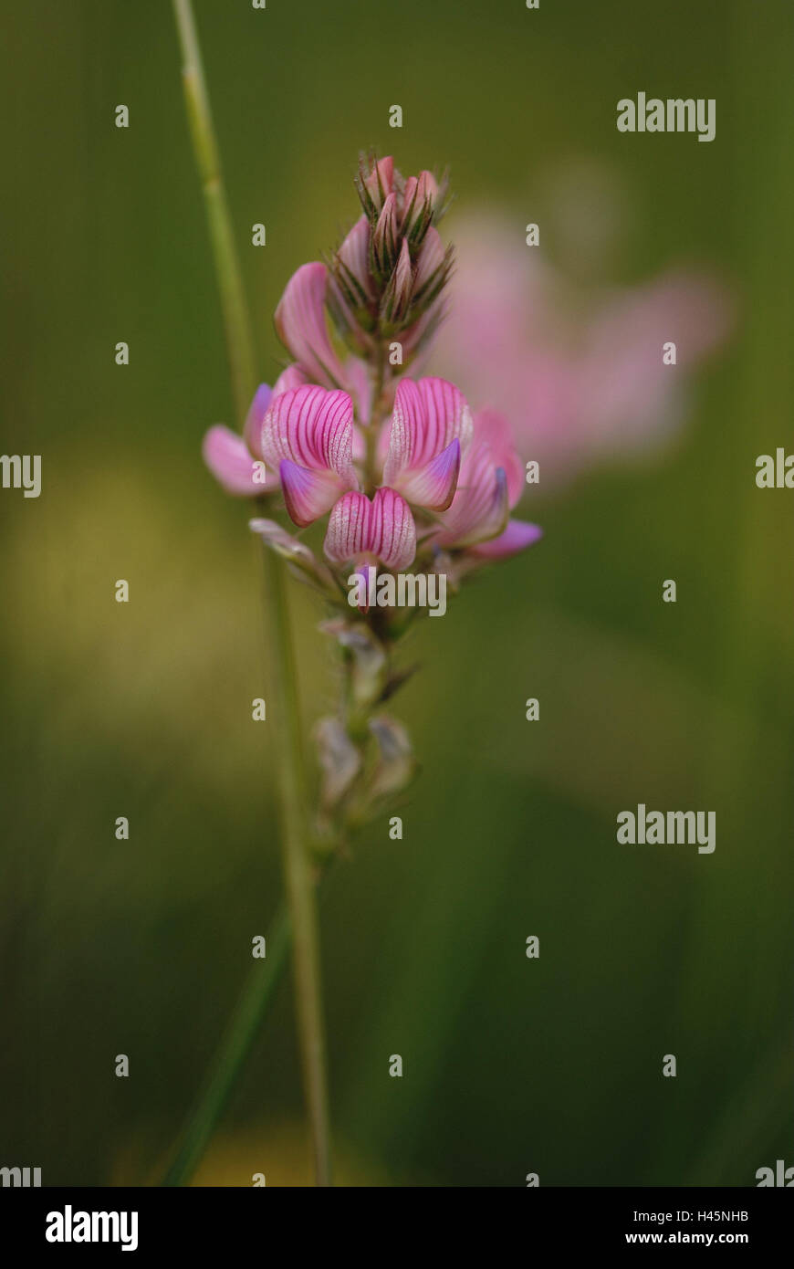 Esparsette, blossom, dettaglio Saat-Esparsette, Onobrychis, fiore, fiore stand, Faboideae, rosa, natura, sottile manto erboso, ginepro moor, impianto di puntatore, medium close-up, Foto Stock