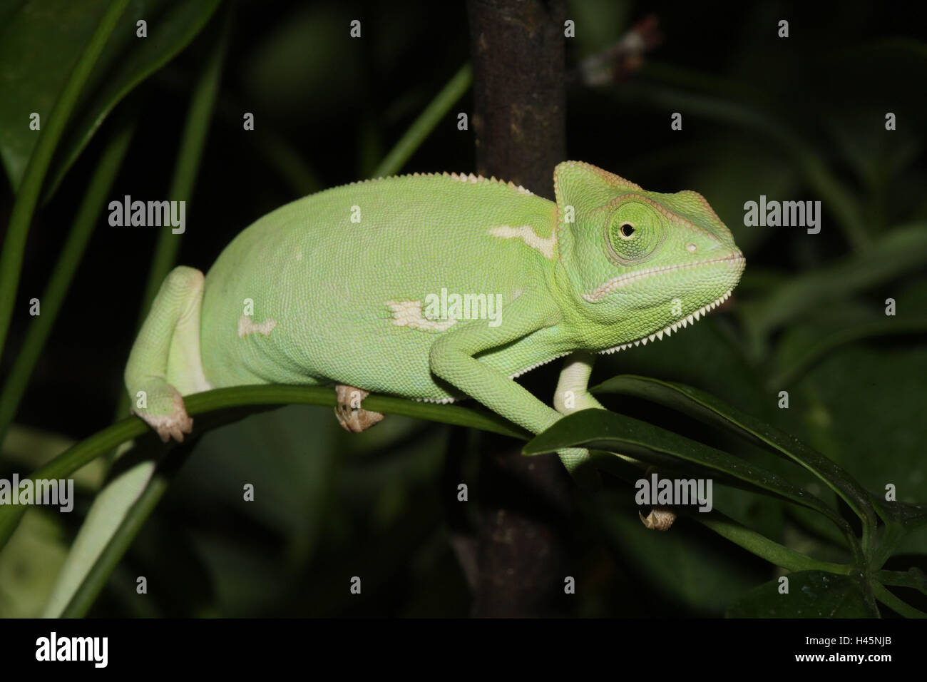 Yemen chameleon, Chamaeleo calyptratus, Foto Stock