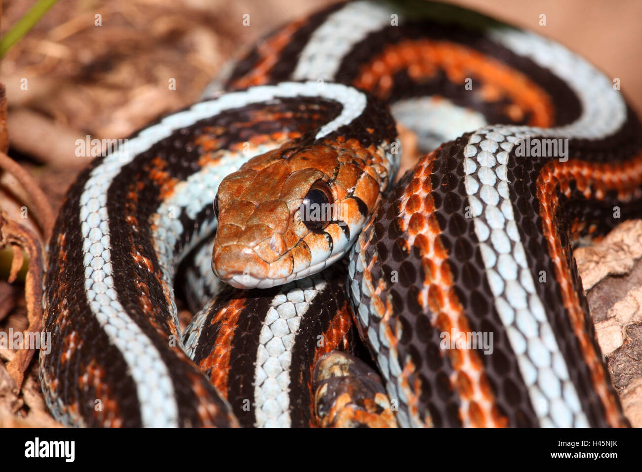 San Francisco garter sommatore, Thamnophis sirtalis tetrataenia, Foto Stock