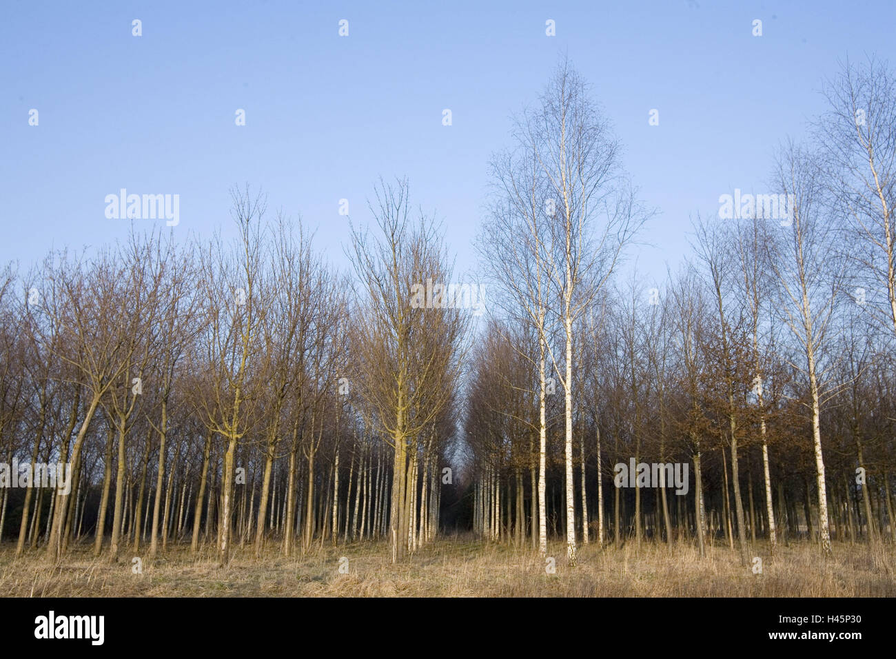 Architettura del paesaggio, alberi, Riemer Park, Foto Stock
