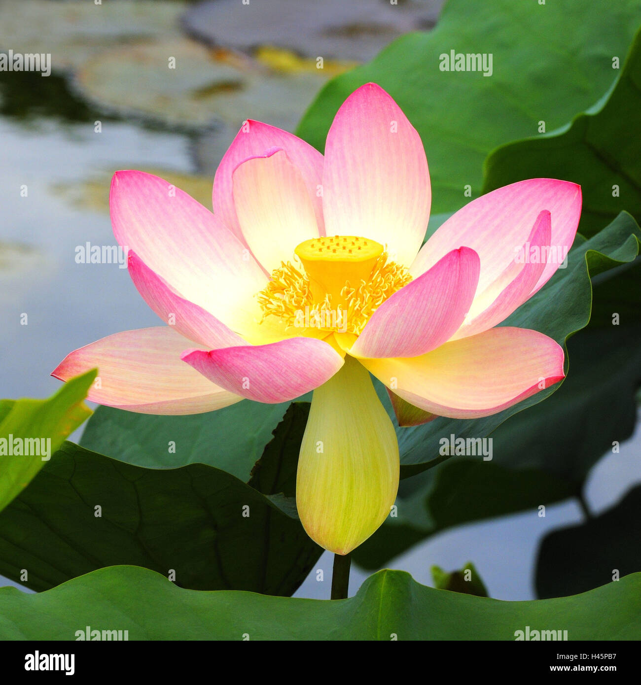 Indian fiore di loto, Nelumbo nucifera, Foto Stock