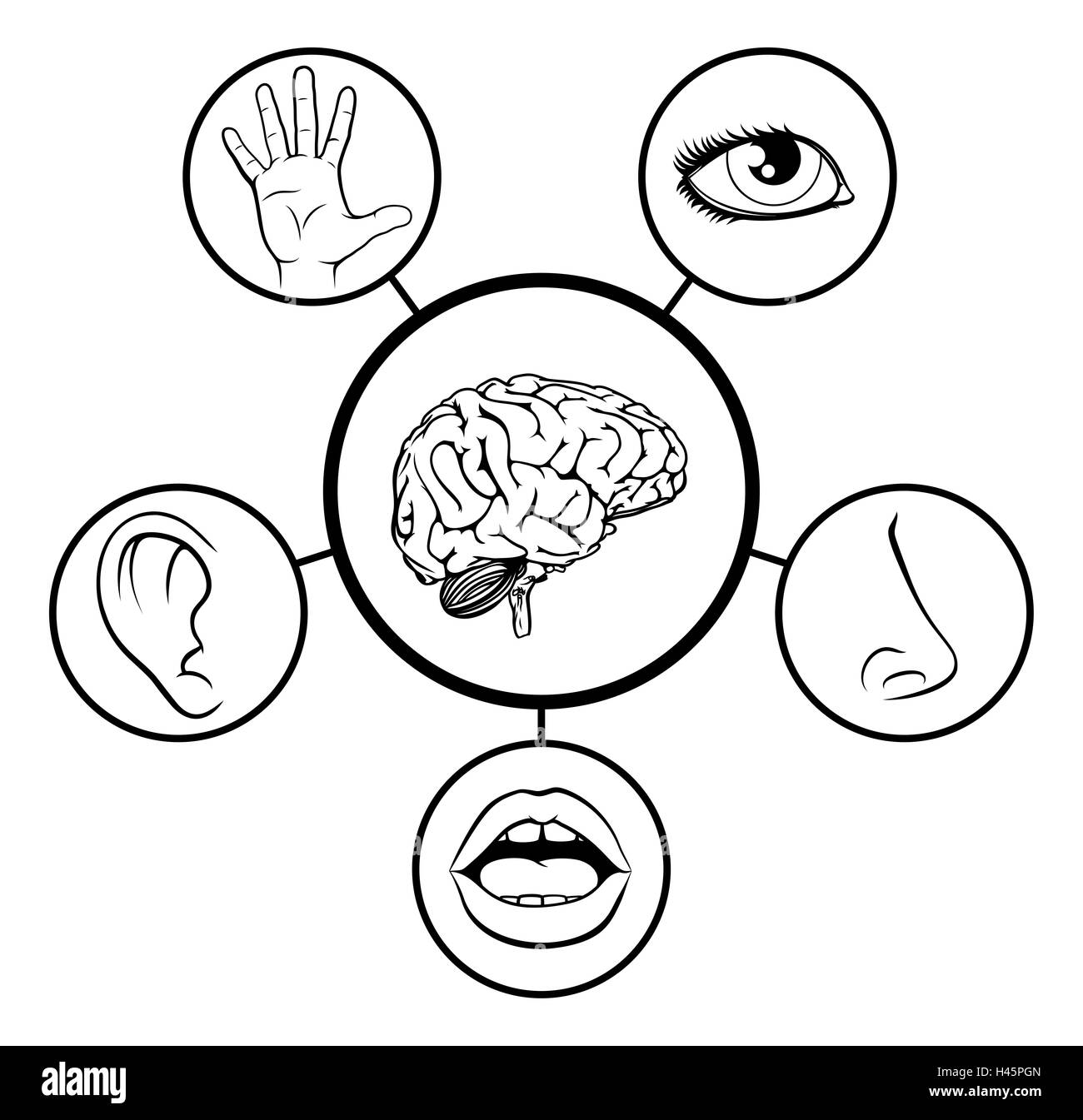 Una scienza istruzione illustrazione di icone che rappresentano i 5 sensi attaccata al cervello centrale in bianco e nero Foto Stock