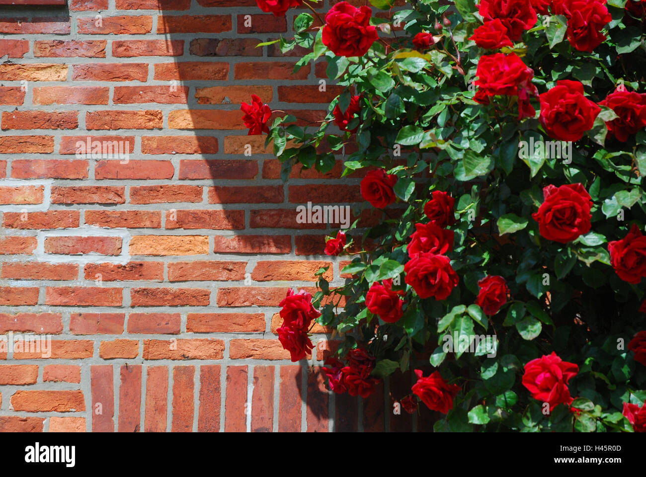 Facciata in mattoni, rose rampicanti, dettaglio Foto Stock