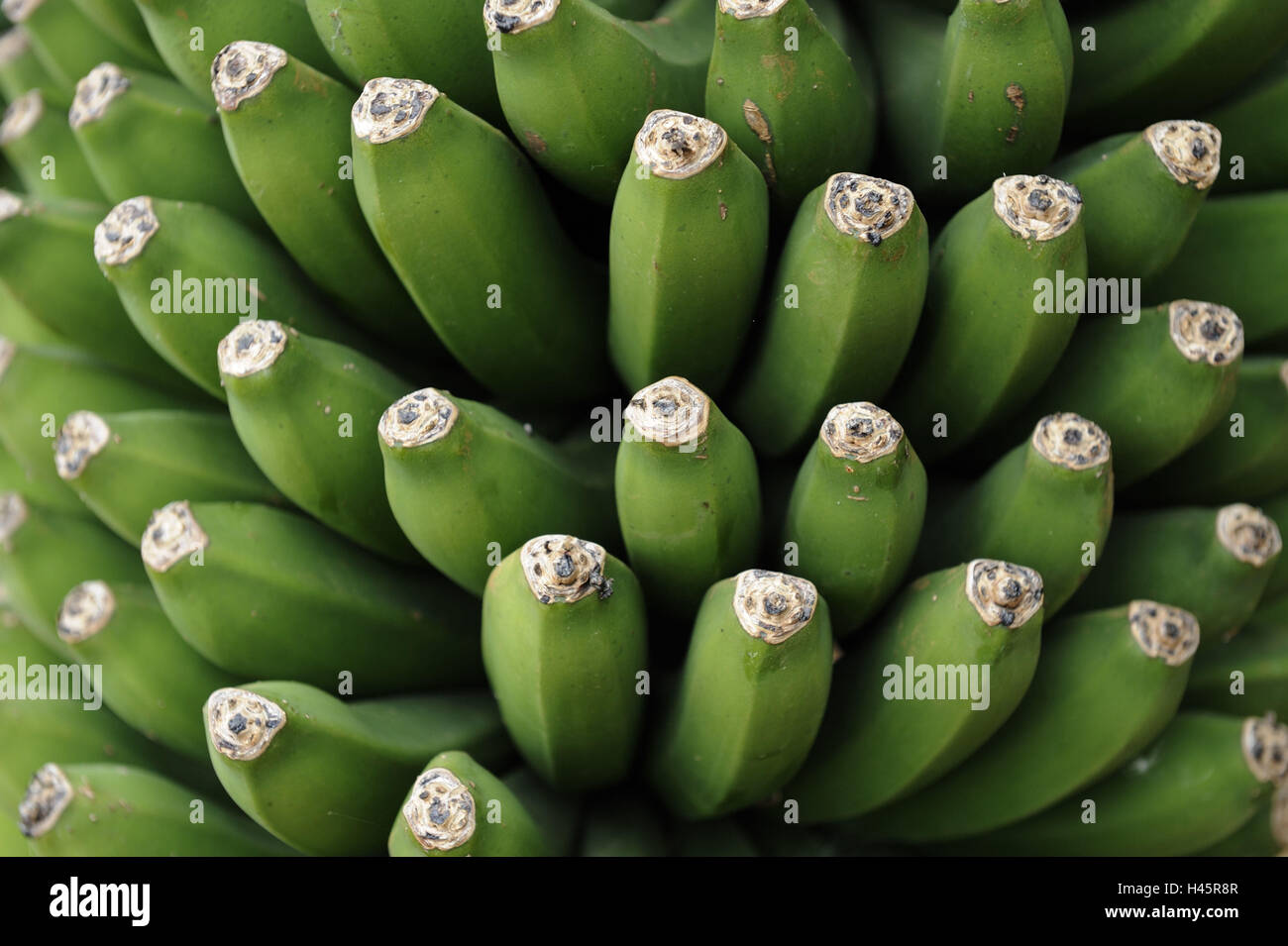 Piante di banana, banane, dettaglio, verde Foto Stock