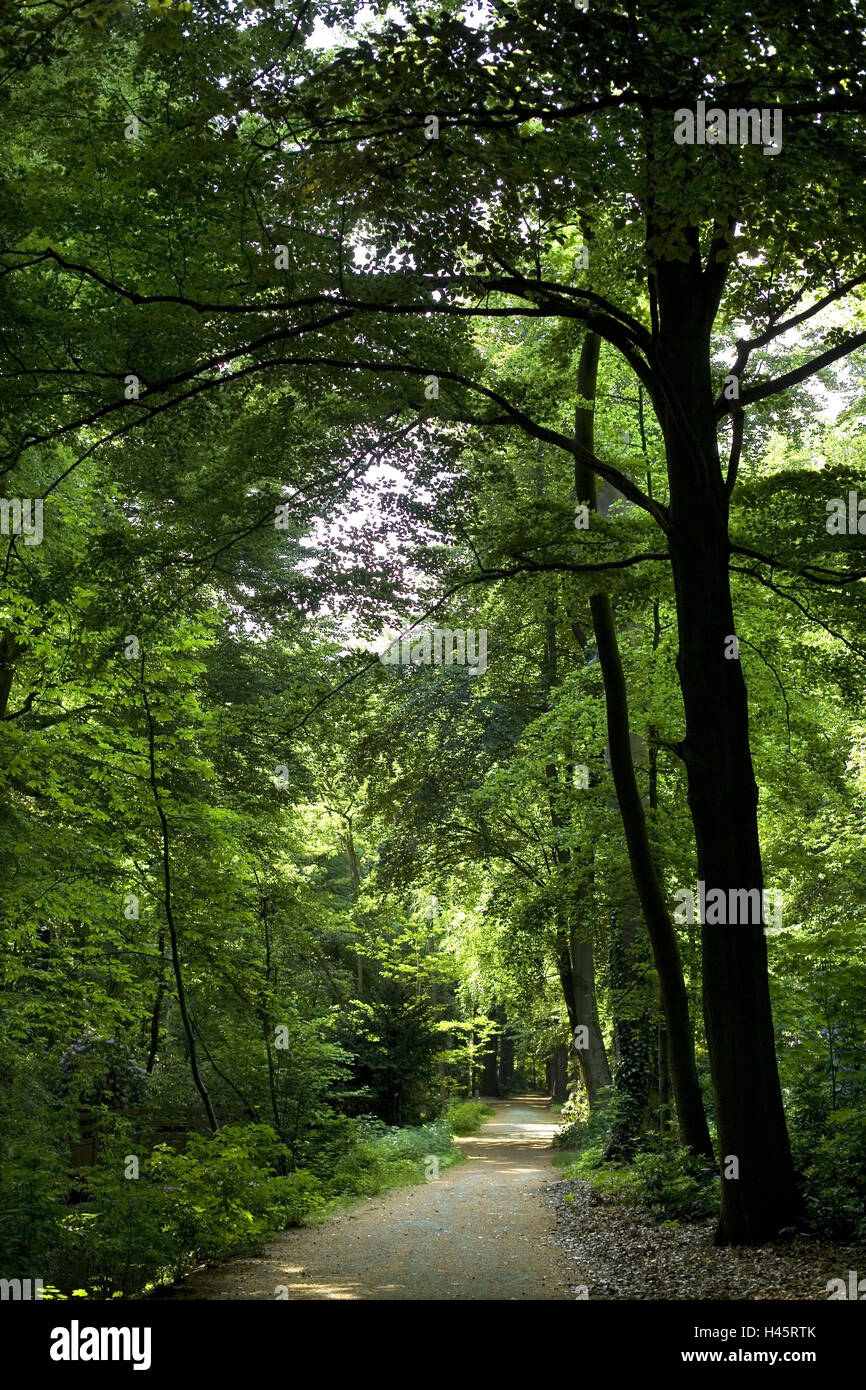 Belgio, Anversa, home Middel park, via Europa, cultura, luogo di interesse, estate, all'esterno, deserte, parco, strada forestale e il sentiero, alberi, arbusti, verde, legno, molla, di riposo e di solitudine, riposo, Foto Stock