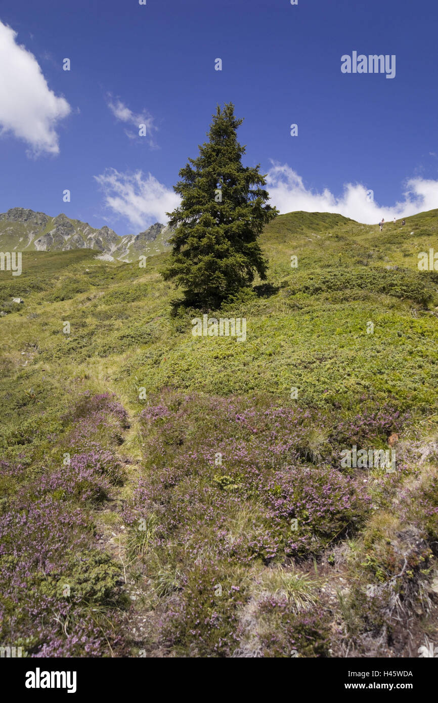 Austria, Montafon, montagne, conifere, Foto Stock