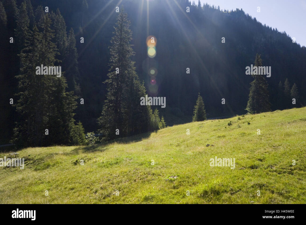 Pascoli di montagna, legno, Sunray, Foto Stock