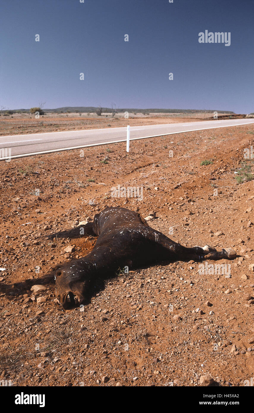 Australia, Territorio del Nord, strada, a cavallo del cadavere, AUTOSTRADA, AUTOSTRADA, street, rot, amministrare cadavere, cavallo, mortale, incidente, iniziato, scenario, Foto Stock