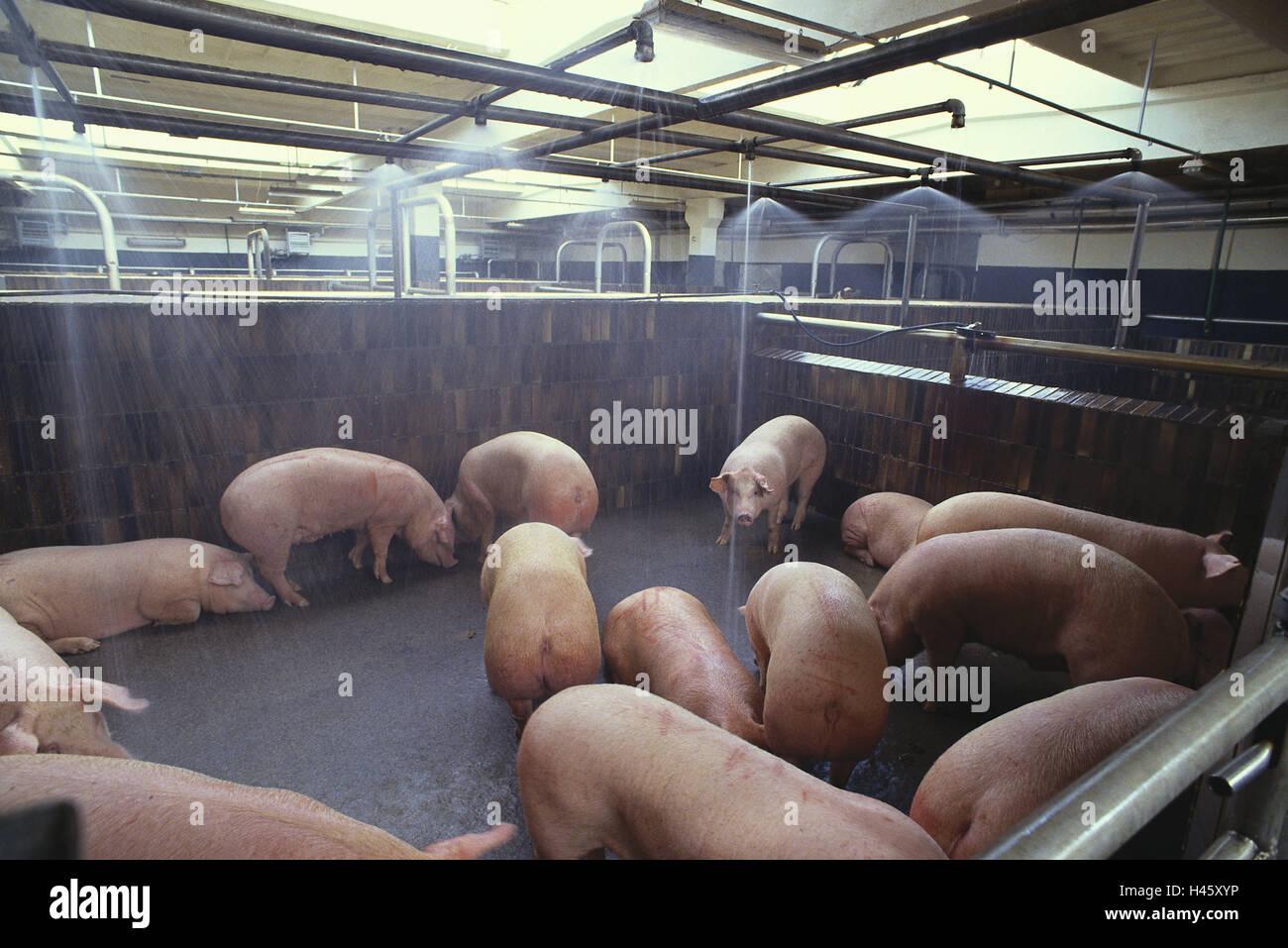Macello, porcile, suini, bovini di battaglia, bovini, allegati Foto Stock