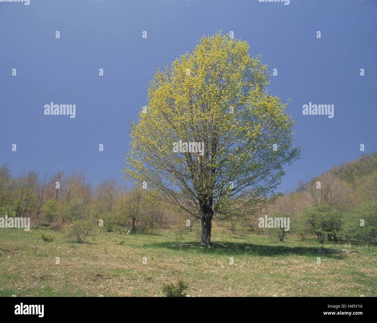 Albero di acero, molla, stagione, latifoglie, blossom, foglie, cielo privo di nuvole, arbusti, prato, ombra, impianti, albero, Foto Stock