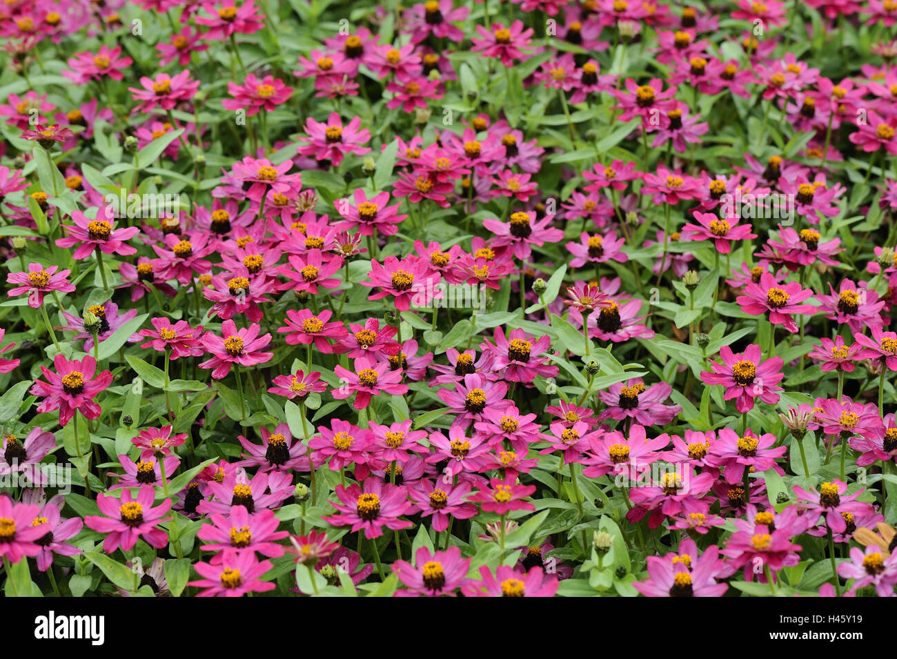 Anemone giapponese, anemone x hybrida' principe Heinrich', Foto Stock