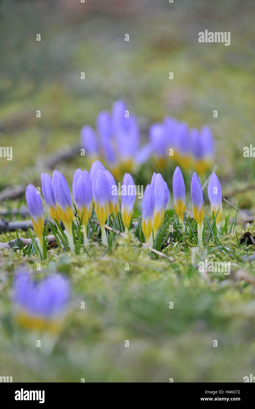 Prato, la molla di crochi, fiori, Frühblüher, fiori selvatici, fiorisce, Viola, chiuso, periodo bloom, botanica, fiore di primavera, molla messenger, Frühjahrsblüher, crochi, stagione primavera, natura, impianti, icona, Foto Stock