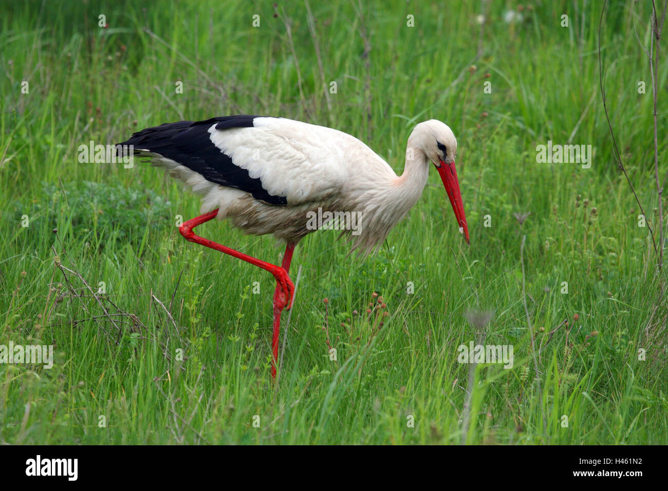 Cicogna bianca, prato, Foto Stock