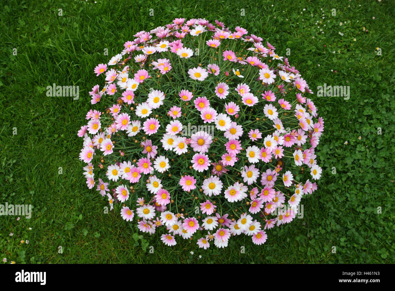 Oxeye daisys, crisantemo, Foto Stock