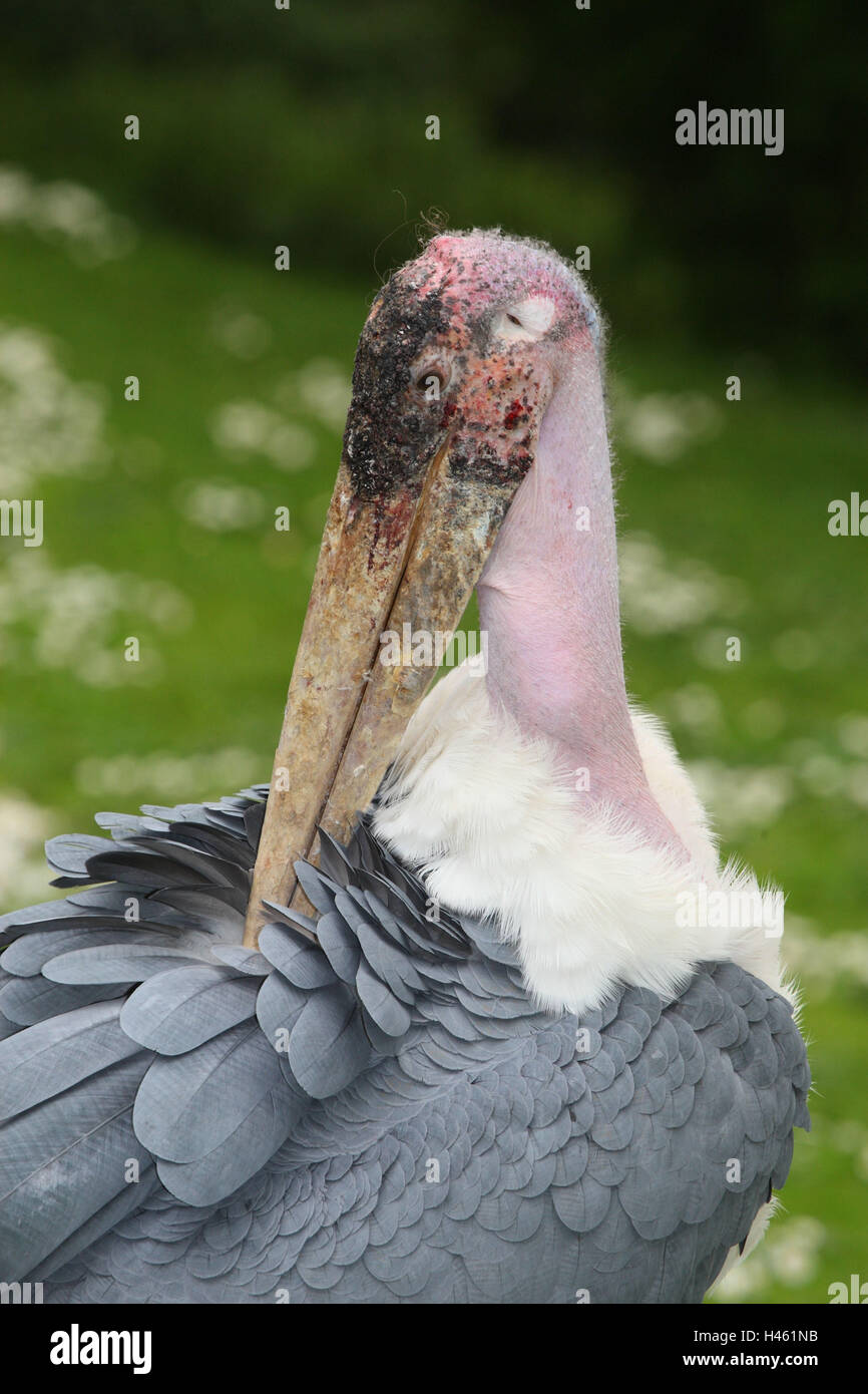 Marabou, Leptoptilos crumeniferus, Foto Stock