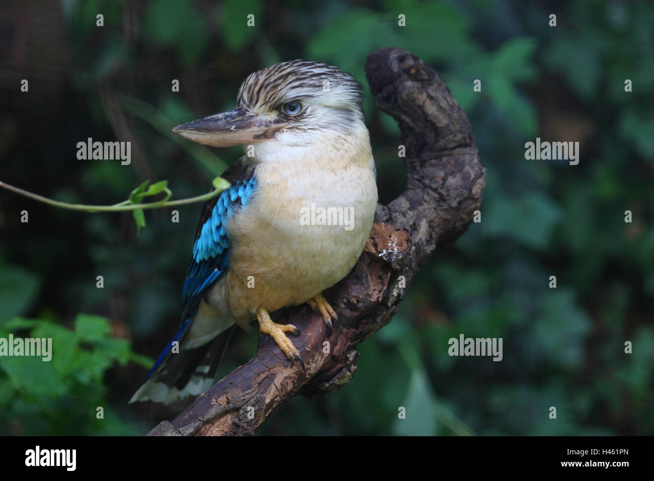 Blauflügelkookaburra, Dacelo leachii, Foto Stock