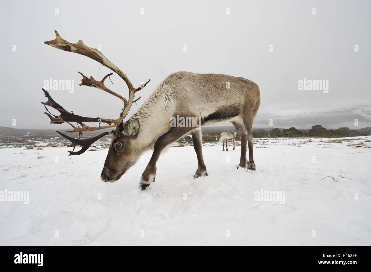 La renna, Rangifer tarandus, Foto Stock