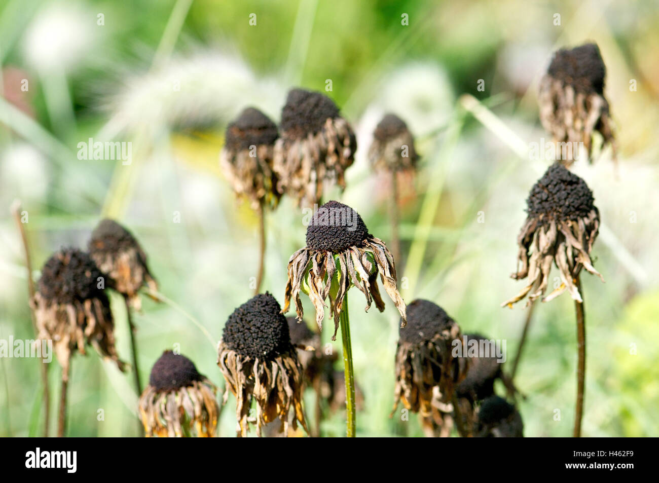 Fiori fadeded, Asteraceae, Foto Stock