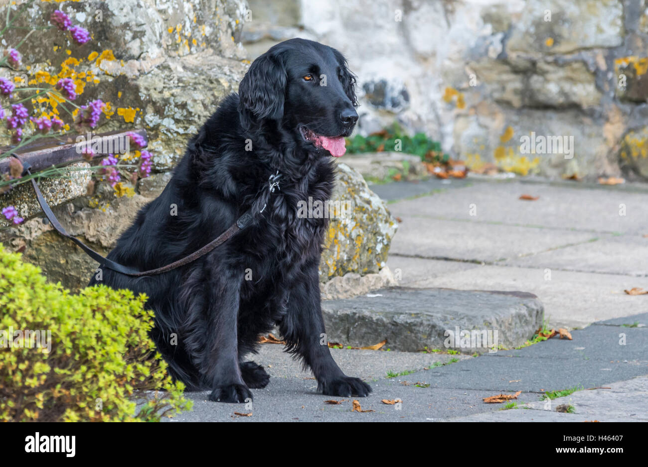 Nero Retriever cane legato seduto per terra. Foto Stock