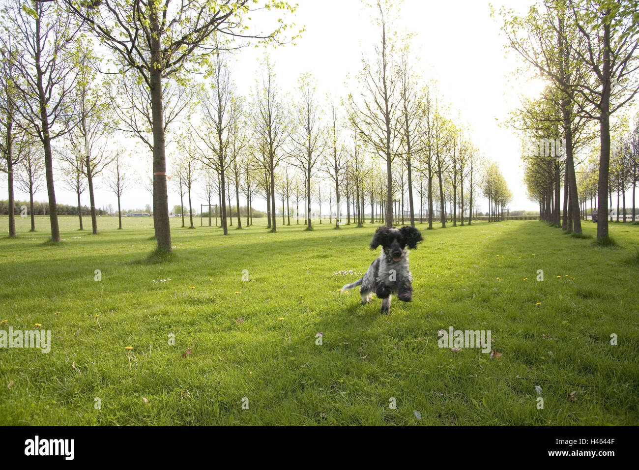 In Germania, in Baviera, Monaco di Baviera, architettura del paesaggio, alberi, prati, cane, esecuzione Foto Stock