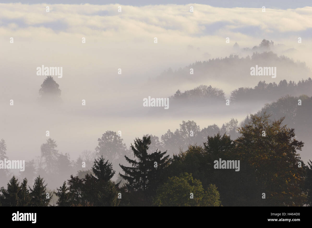 Hill, foresta, nebbia e nuvole, Foto Stock