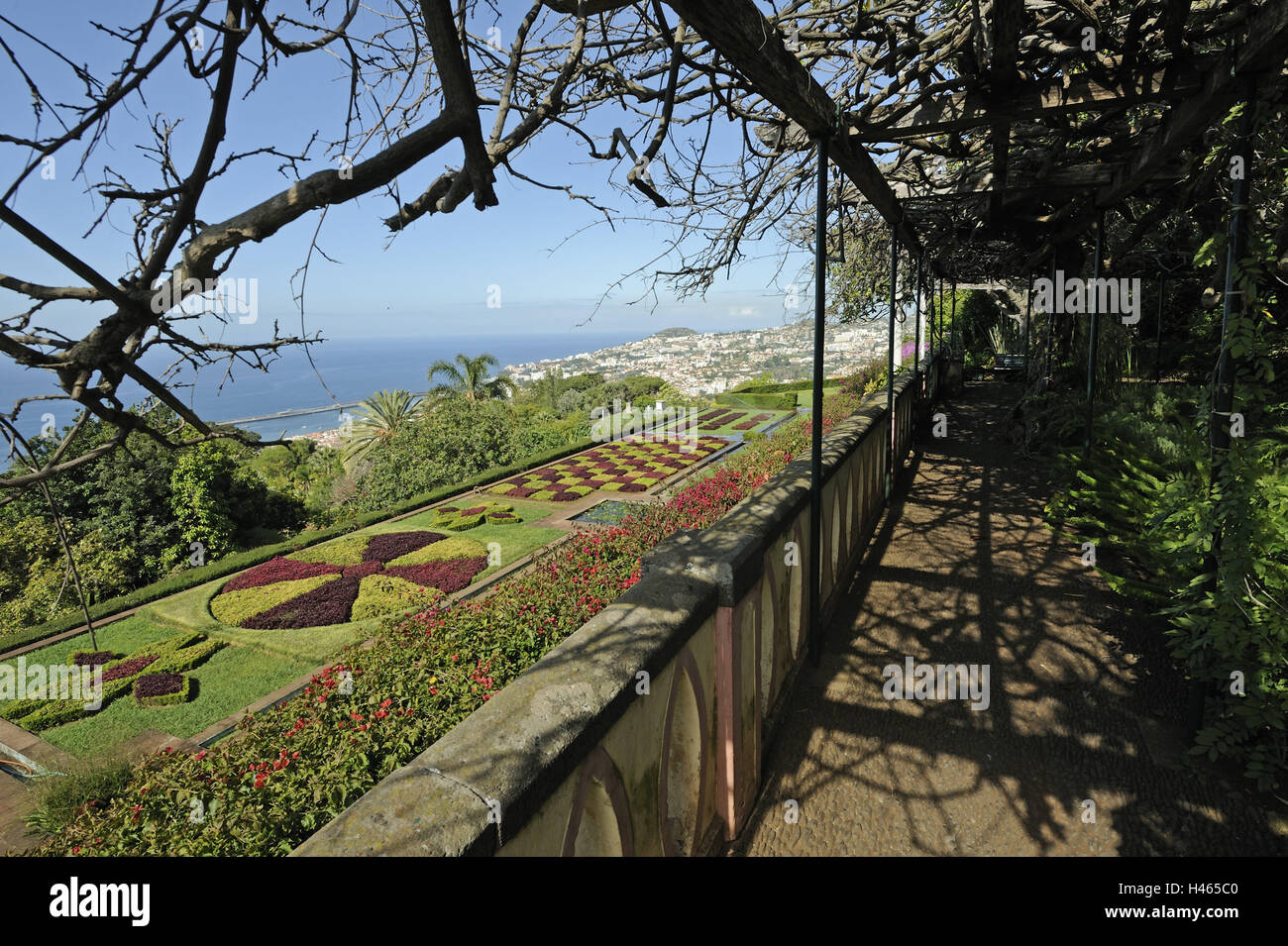 Il Portogallo, isola di Madera, Funchal, giardino botanico, arbusti ornamentali, Foto Stock