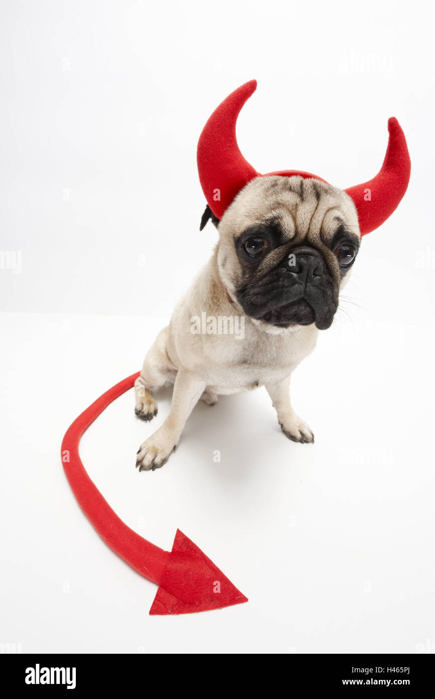 Pug, devil's corna, coda, sedersi, studio, tagliate, animale, Pug, cane, cane di razza, pelliccia, beige, nero, mammifero, pet, pedigree cane, cane, rivestimento, corpo intero, concezione, costume, corna, carnevale, costume di carnevale, rosso, devil's tail, diavolo, Foto Stock