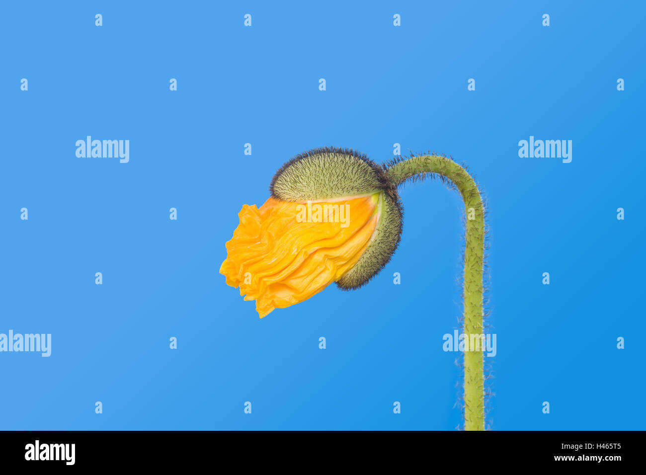 Islanda semi di papavero, Papaver croceum, Bud, fiore giallo, semi di papavero, fiore, blossom, fiore capsula, levetta, maniglia, vista laterale, natura, blu, sfondo, la fotografia del prodotto, tagliate, Foto Stock