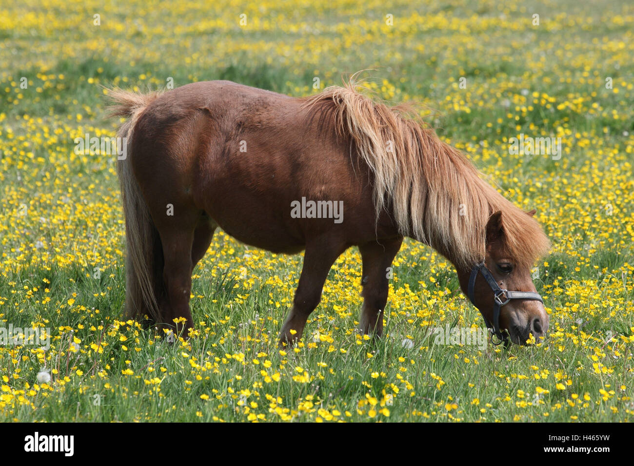 Pony, prato di fiori, Foto Stock
