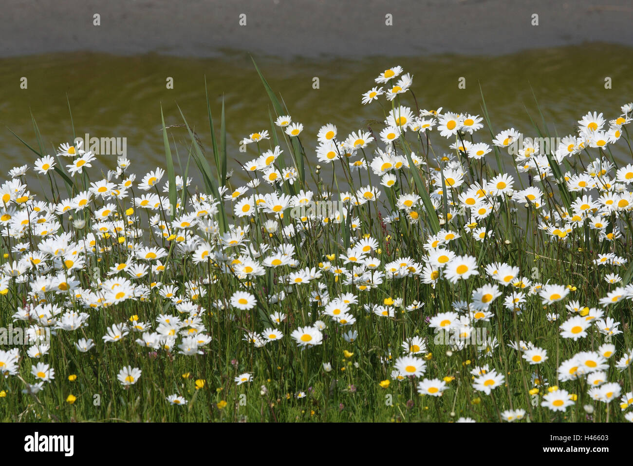 Prato, oxeye daisys, Foto Stock