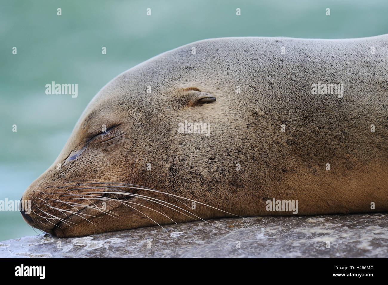 Californian Sea Lion, Zalophus californianus, dormire, ritratto, vista laterale, capelli guarnizione, mammifero marino, i mammiferi marini, guarnizione, barba, otary, mammifero, animali, animale ritratto, resto, rocce, zoo, zoo di animali, Foto Stock